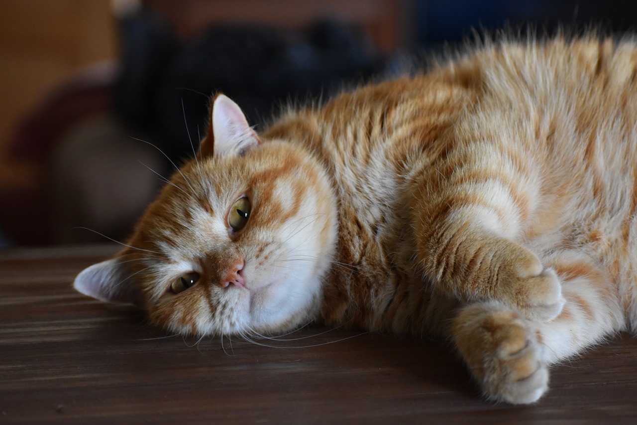 动漫之猫，魅力与奇幻的交织乐章