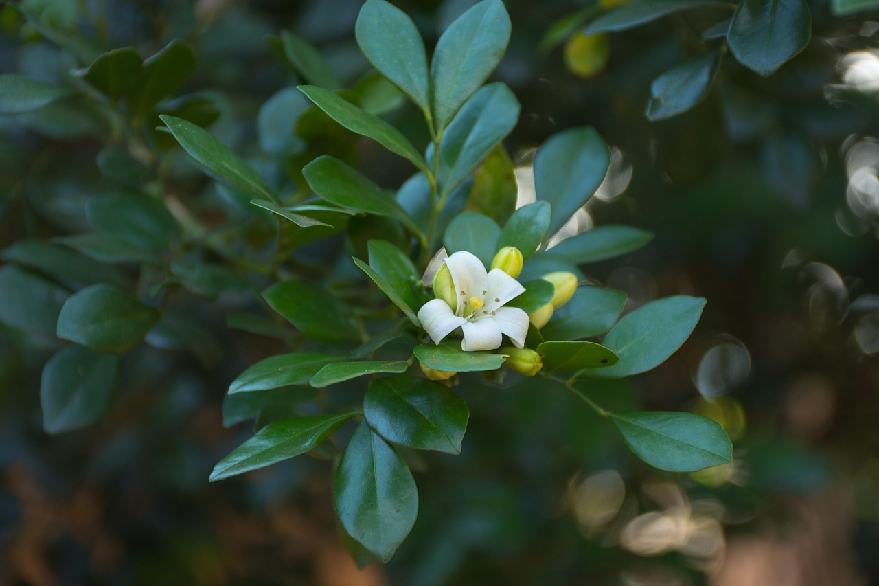 蓝樱浅蝶 第7页