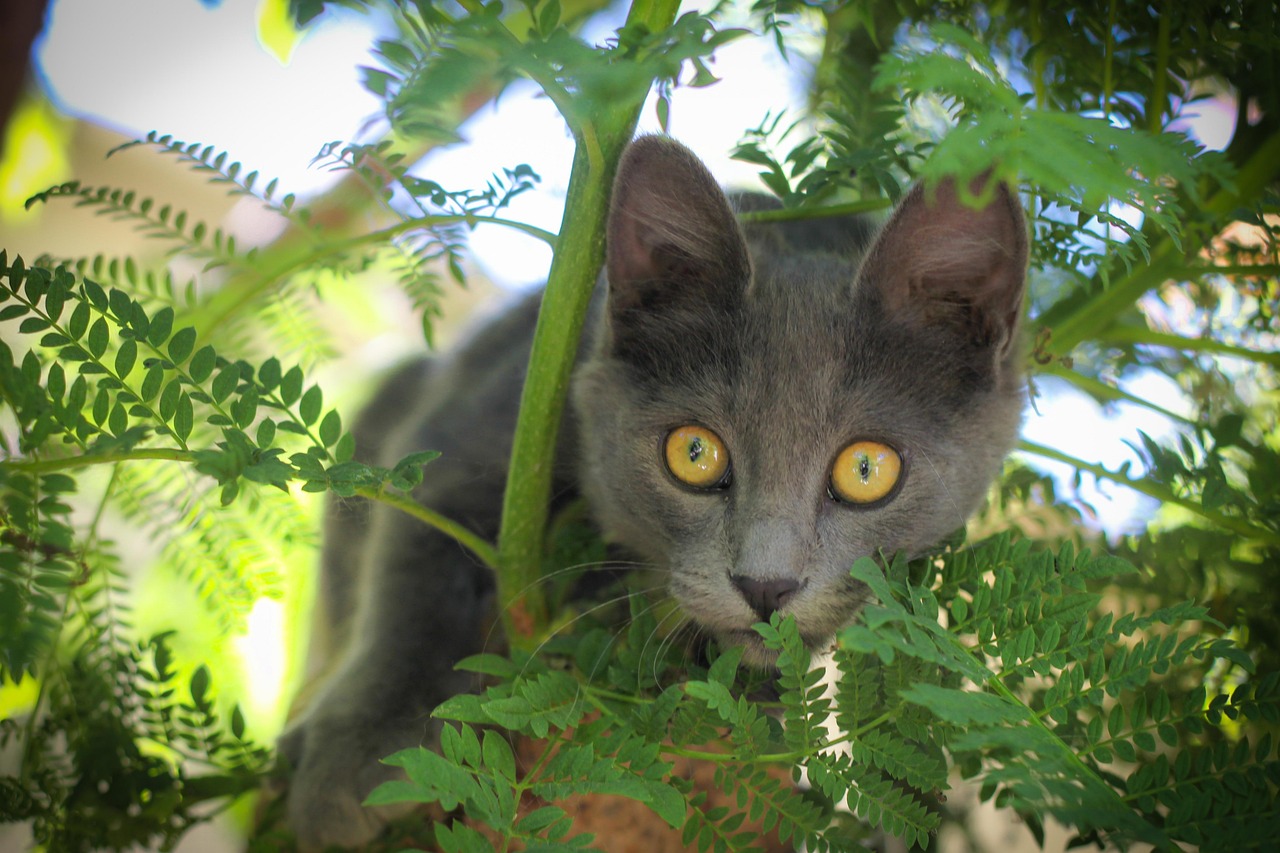 猫咪软件最新版下载链接，探索最新体验与分享